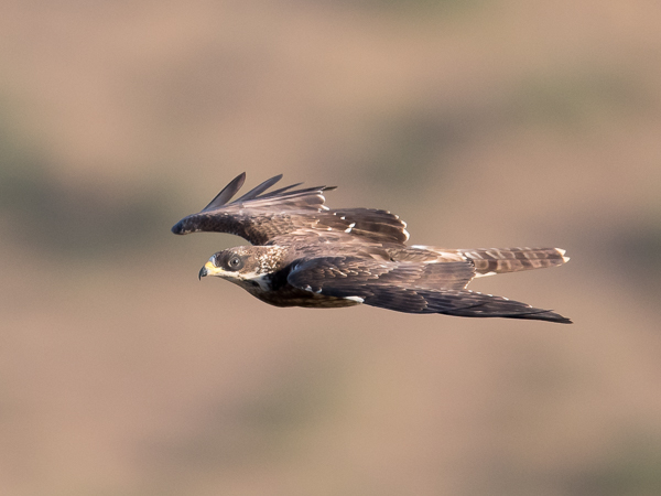 Mehiläishaukka, European Honey Buzzard, Pernis apivorus