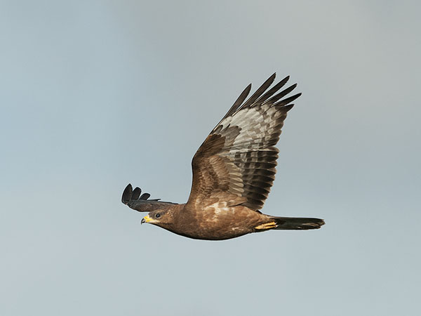 Mehiläishaukka, European Honey Buzzard, Pernis apivorus