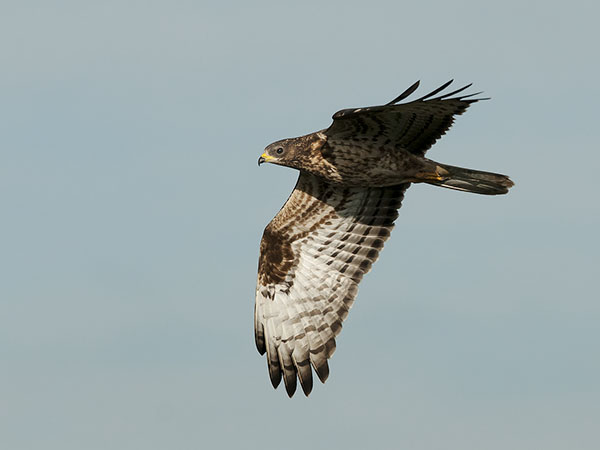 Mehiläishaukka, European Honey Buzzard, Pernis apivorus