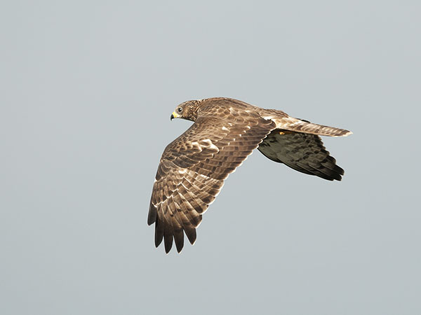Mehiläishaukka, European Honey Buzzard, Pernis apivorus