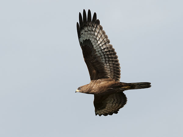 Mehiläishaukka, European Honey Buzzard, Pernis apivorus