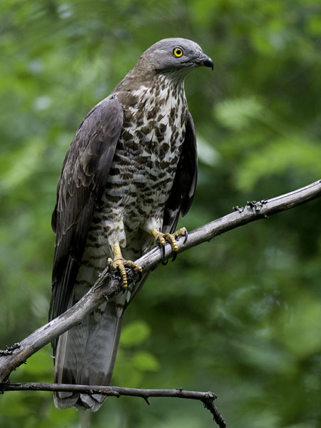 Mehiläishaukka, European Honey Buzzard, Pernis apivorus
