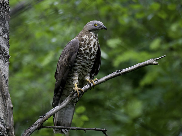 Mehiläishaukka, European Honey Buzzard, Pernis apivorus