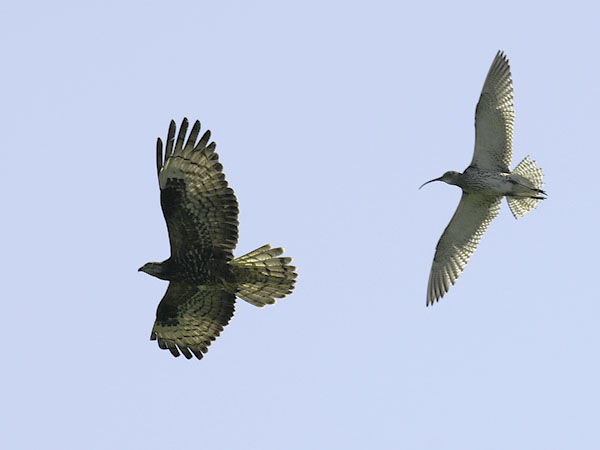 Mehiläishaukka, European Honey Buzzard, Pernis apivorus