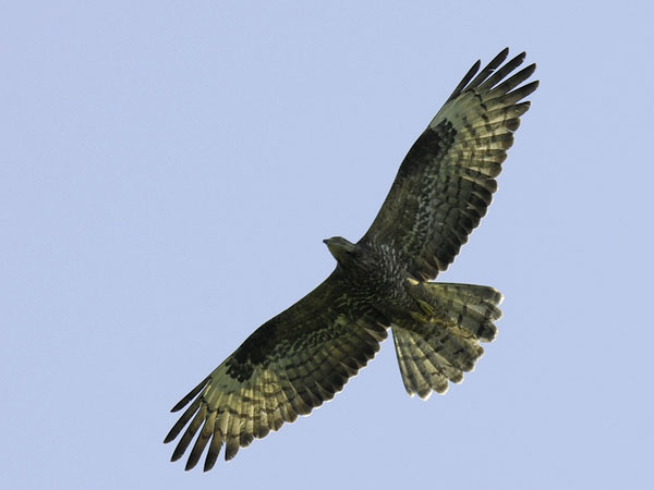 Mehiläishaukka, European Honey Buzzard, Pernis apivorus