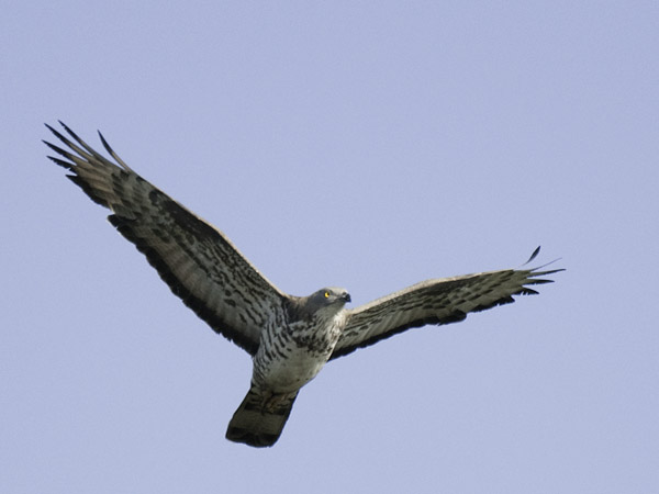Mehiläishaukka, European Honey Buzzard, Pernis apivorus