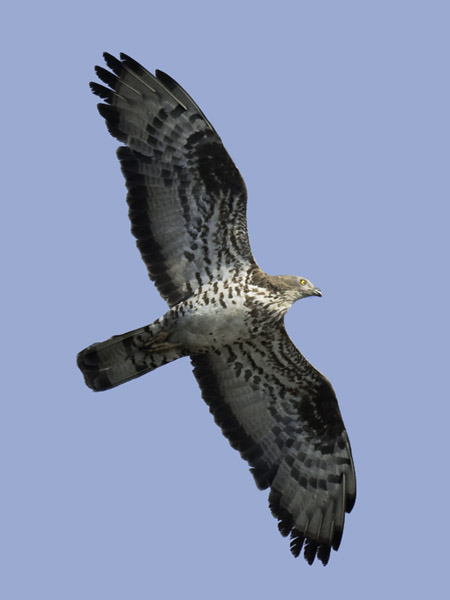 Mehiläishaukka, European Honey Buzzard, Pernis apivorus
