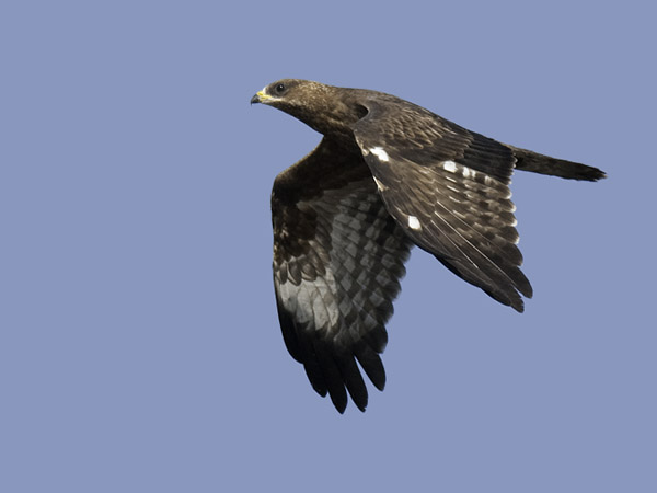 Mehiläishaukka, European Honey Buzzard, Pernis apivorus