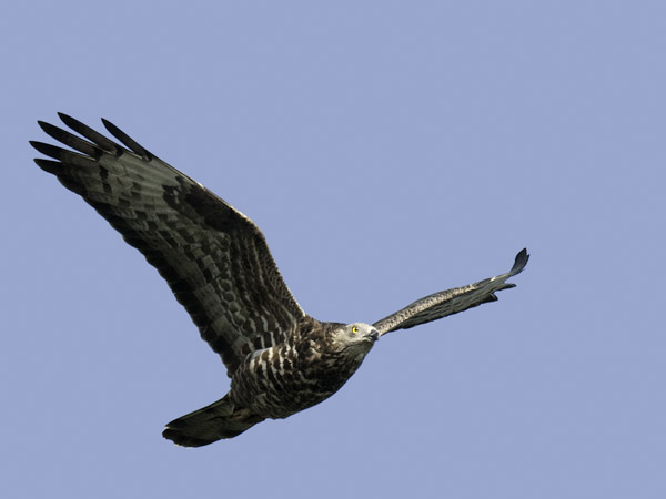 Mehiläishaukka, European Honey Buzzard, Pernis apivorus