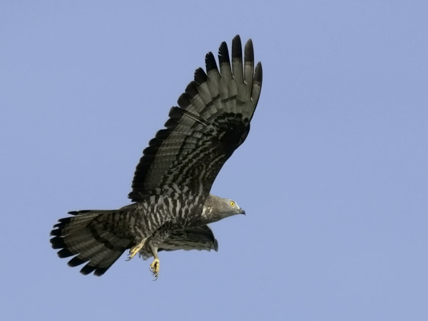 Mehiläishaukka, European Honey Buzzard, Pernis apivorus