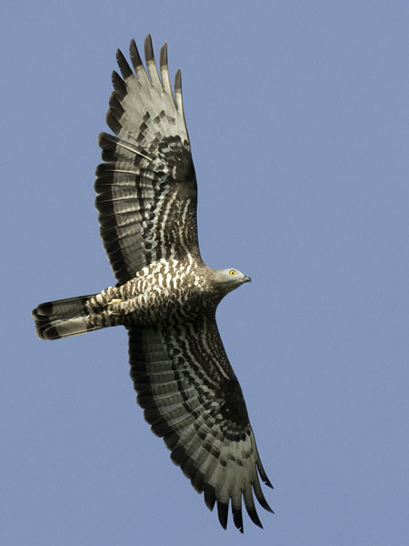 Mehiläishaukka, European Honey Buzzard, Pernis apivorus