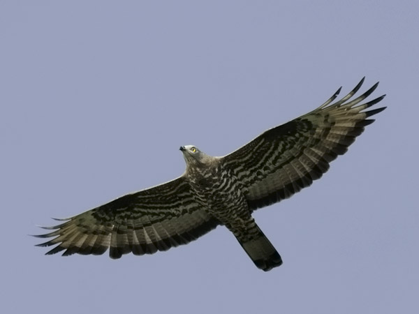 Mehiläishaukka, European Honey Buzzard, Pernis apivorus