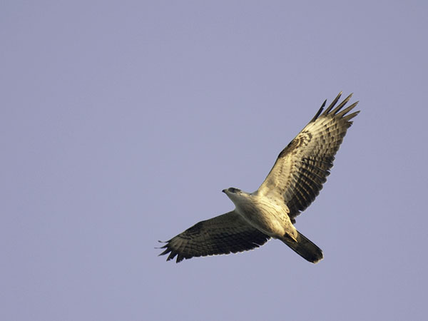 Mehiläishaukka, European Honey Buzzard, Pernis apivorus