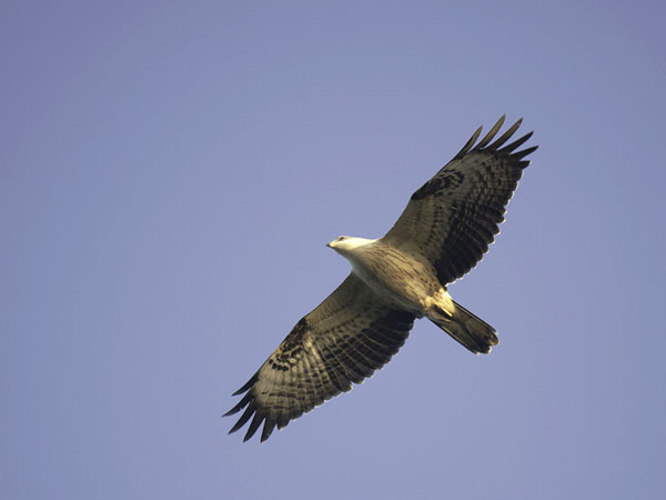 Mehiläishaukka, European Honey Buzzard, Pernis apivorus