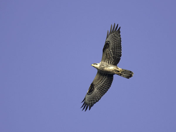 Mehiläishaukka, European Honey Buzzard, Pernis apivorus