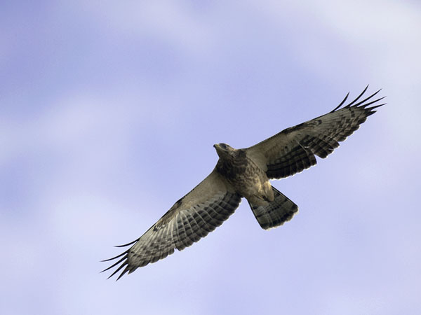 Mehiläishaukka, European Honey Buzzard, Pernis apivorus