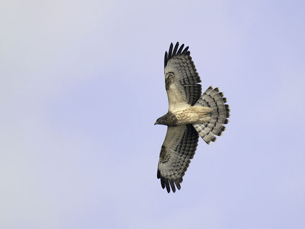 Mehiläishaukka, European Honey Buzzard, Pernis apivorus