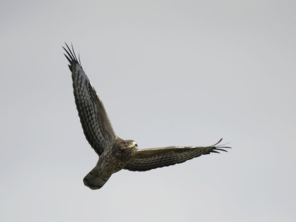 Mehiläishaukka, European Honey Buzzard, Pernis apivorus