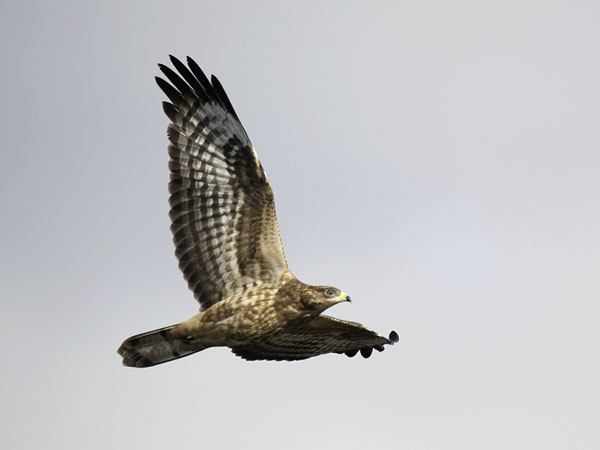 Mehiläishaukka, European Honey Buzzard, Pernis apivorus
