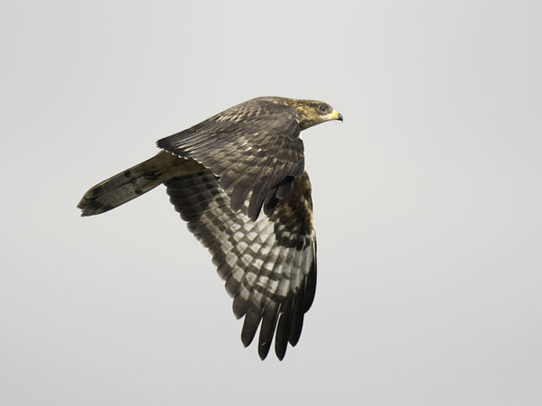 Mehiläishaukka, European Honey Buzzard, Pernis apivorus
