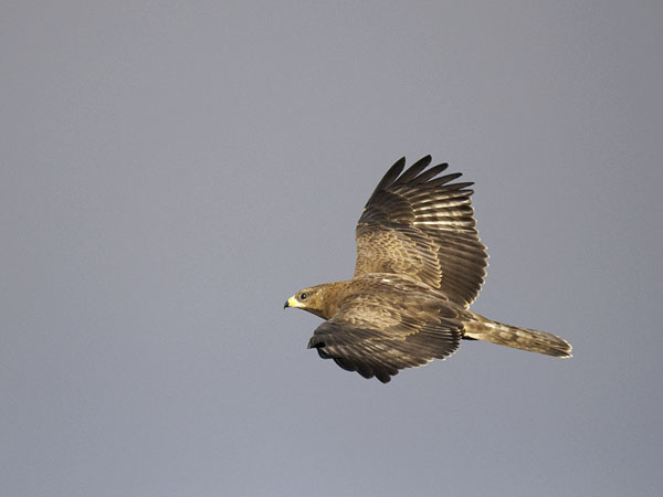 Mehiläishaukka, European Honey Buzzard, Pernis apivorus