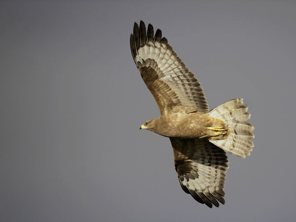 Mehiläishaukka, European Honey Buzzard, Pernis apivorus