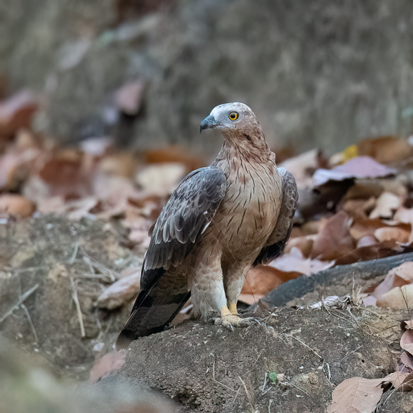 Idänmehiläishaukka, Crested Honey Buzzard, Pernis ptilorhynchos