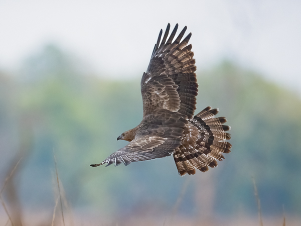 Idänmehiläishaukka, Crested Honey Buzzard, Pernis ptilorhynchos