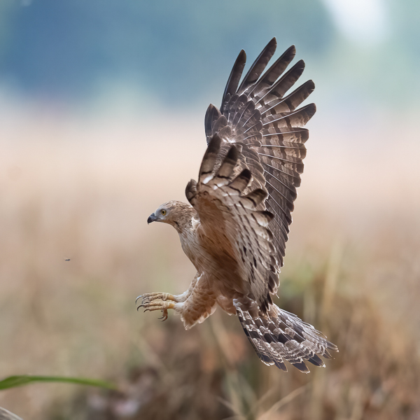 Idänmehiläishaukka, Crested Honey Buzzard, Pernis ptilorhynchos