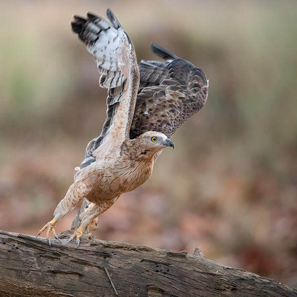 Idänmehiläishaukka, Crested Honey Buzzard, Pernis ptilorhynchos