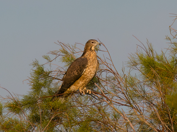 Idänmehiläishaukka, Crested Honey Buzzard, Pernis ptilorhynchos