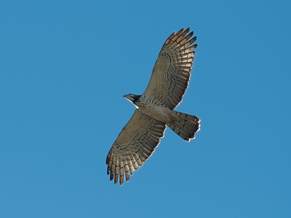 Idänmehiläishaukka, Crested Honey Buzzard, Pernis ptilorhynchos