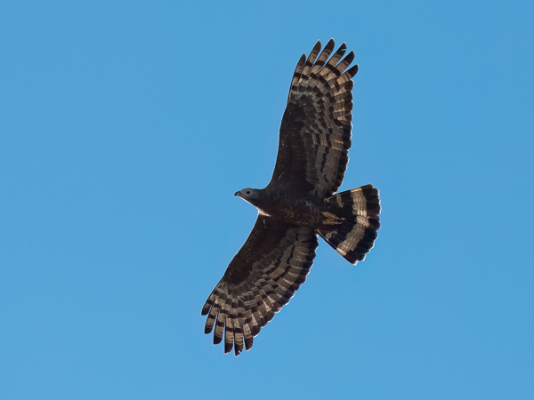 Idänmehiläishaukka, Crested Honey Buzzard, Pernis ptilorhynchos