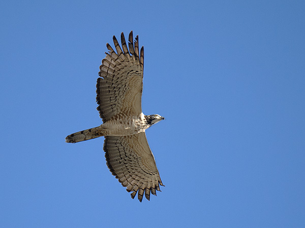 Idänmehiläishaukka, Crested Honey Buzzard, Pernis ptilorhynchos