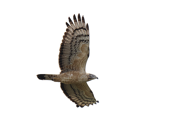 Idänmehiläishaukka, Crested Honey Buzzard, Pernis ptilorhynchos