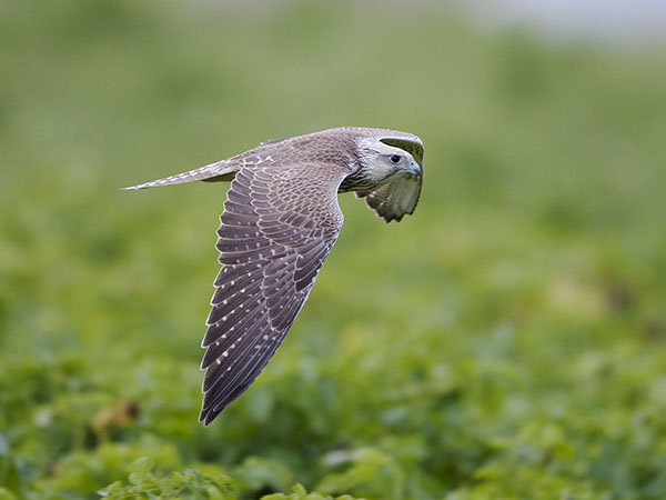 Aavikkohaukka, Saker Falcon, Falco cherrug