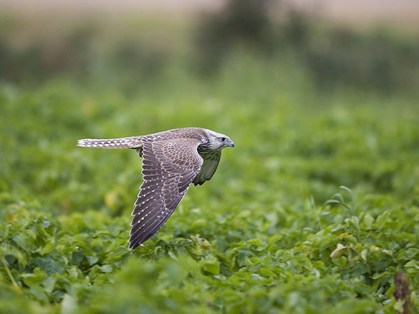 Aavikkohaukka, Saker Falcon, Falco cherrug