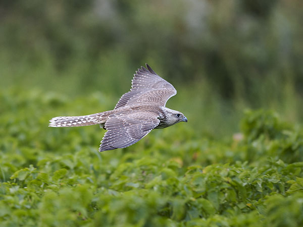 Aavikkohaukka, Saker Falcon, Falco cherrug