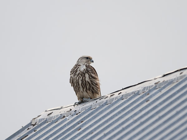 Aavikkohaukka, Saker Falcon, Falco cherrug