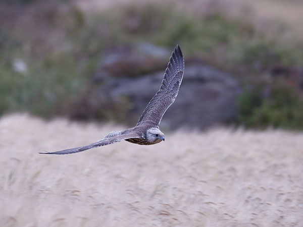 Aavikkohaukka, Saker Falcon, Falco cherrug