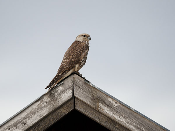 Aavikkohaukka, Saker Falcon, Falco cherrug