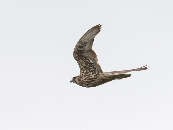 Aavikkohaukka, Saker Falcon, Falco cherrug