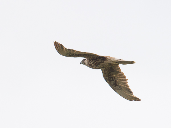 Aavikkohaukka, Saker Falcon, Falco cherrug