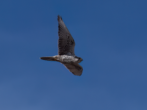 Aavikkohaukka, Saker Falcon, Falco cherrug