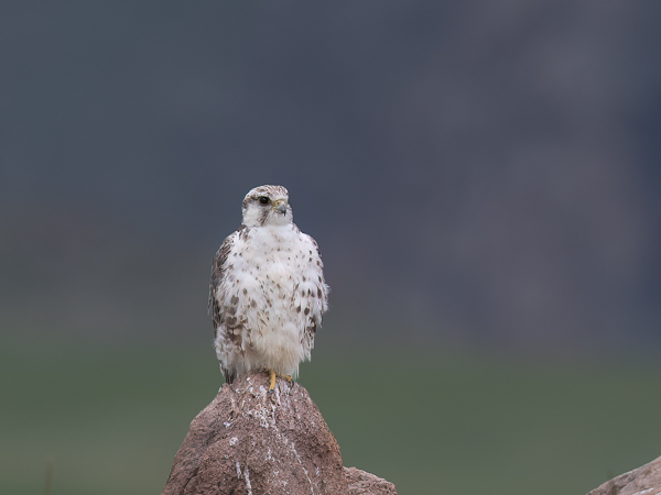 Aavikkohaukka, Saker Falcon, Falco cherrug