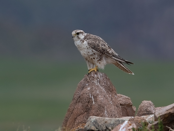 Aavikkohaukka, Saker Falcon, Falco cherrug
