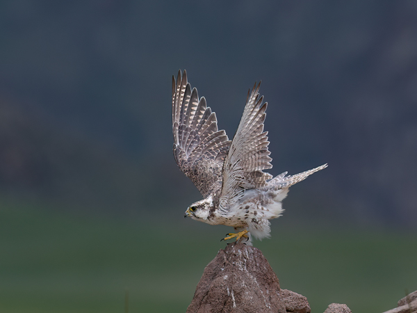 Aavikkohaukka, Saker Falcon, Falco cherrug