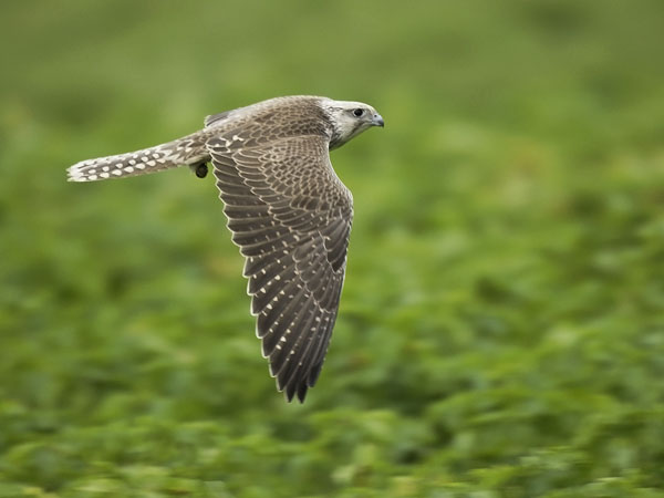 Aavikkohaukka, Saker Falcon, Falco cherrug