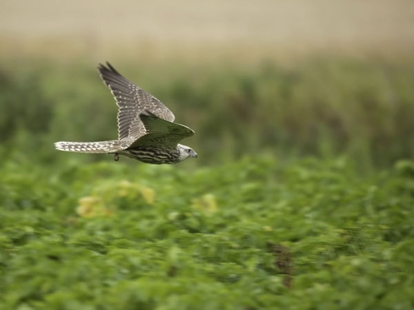 Aavikkohaukka, Saker Falcon, Falco cherrug