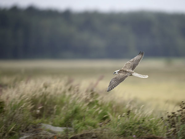 Aavikkohaukka, Saker Falcon, Falco cherrug